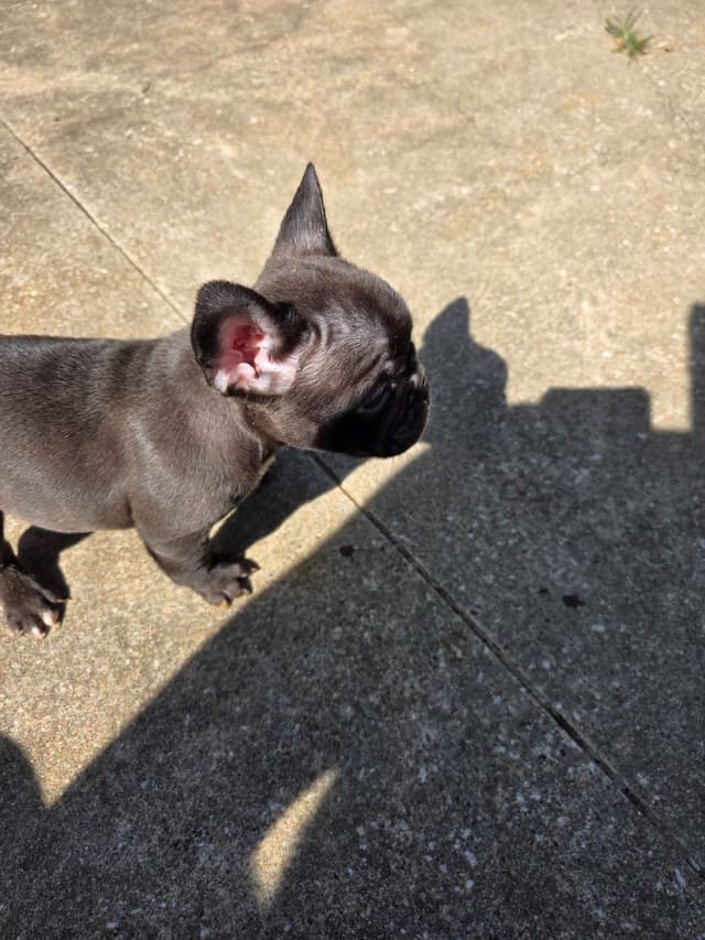 French Bulldog Puppies media 8