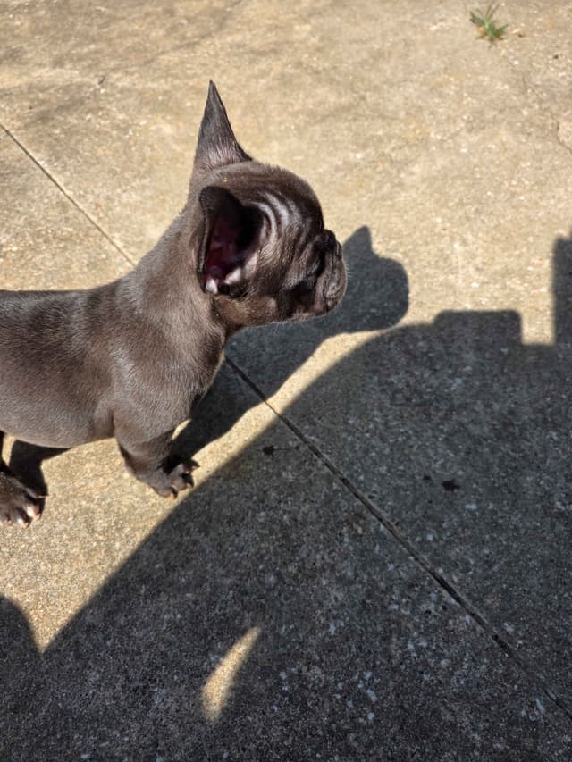 French Bulldog Puppies media 9
