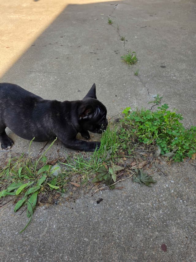 French Bulldog Puppies media 10