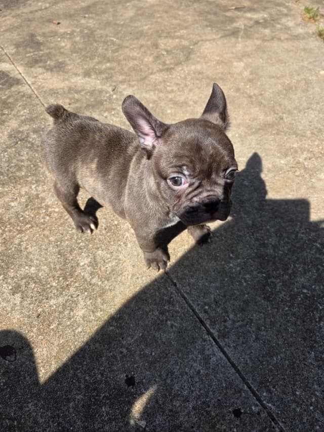 French Bulldog Puppies media 12