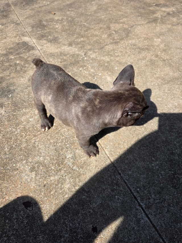 French Bulldog Puppies media 13