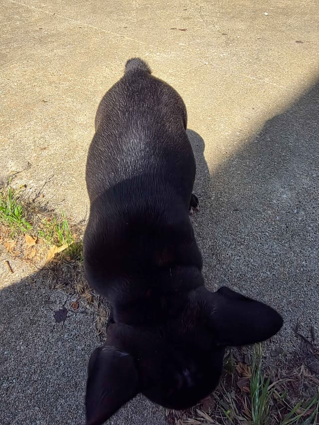 French Bulldog Puppies media 15