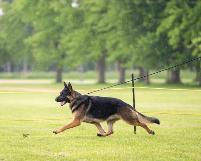 German Shepherd Dog Puppies media 2