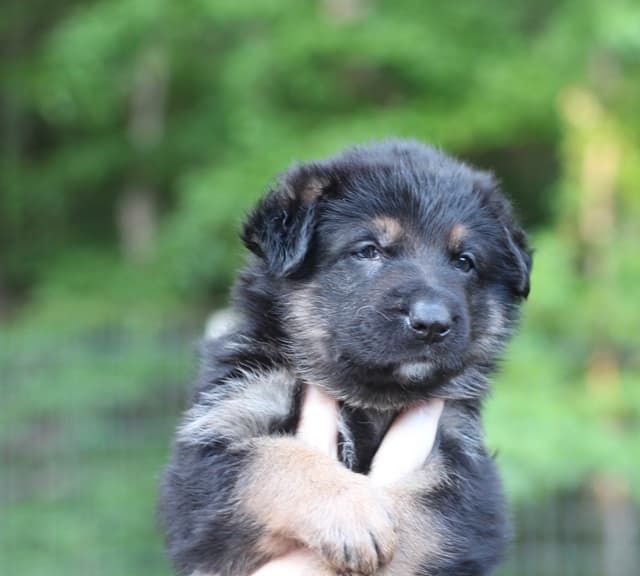 German Shepherd Dog Puppies media 3