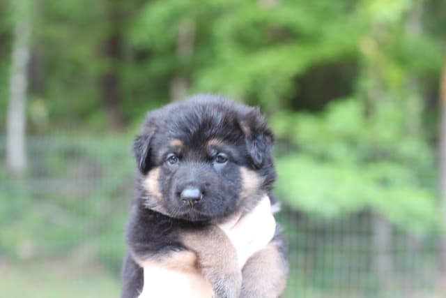 German Shepherd Dog Puppies media 4