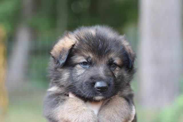 German Shepherd Dog Puppies media 5