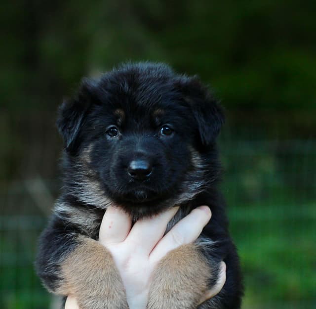 German Shepherd Dog Puppies media 6