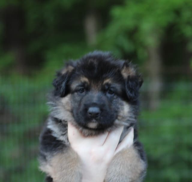 German Shepherd Dog Puppies media 7