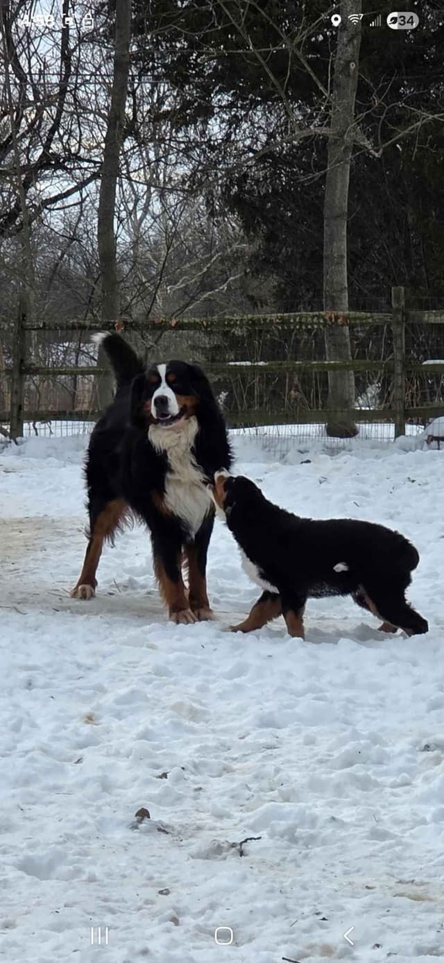 XL Bernese Mountain Dog Puppies media 2