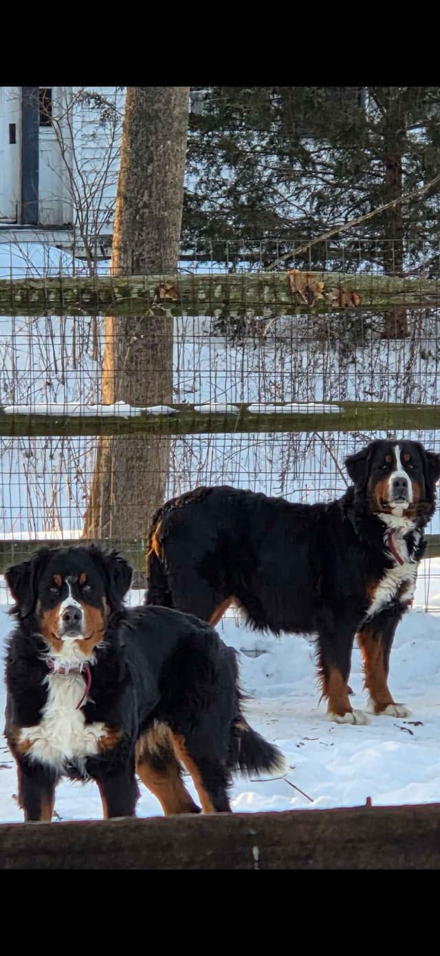 XL Bernese Mountain Dog Puppies media 3