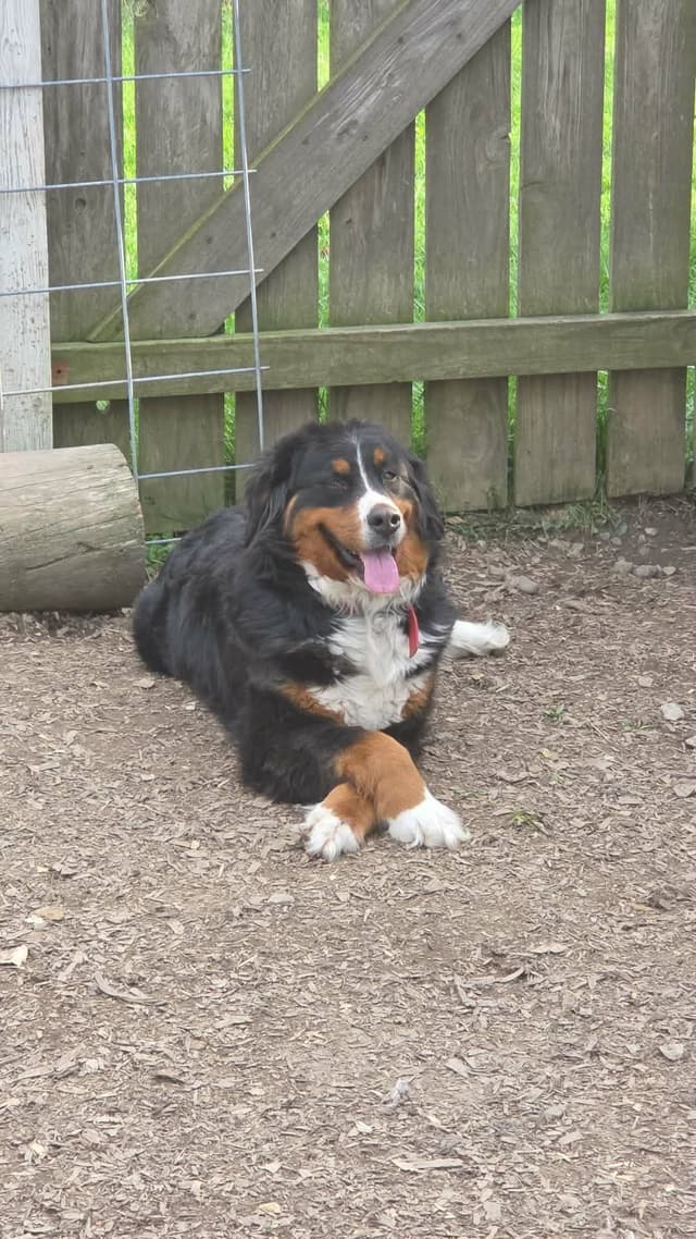 XL Bernese Mountain Dog Puppies media 4