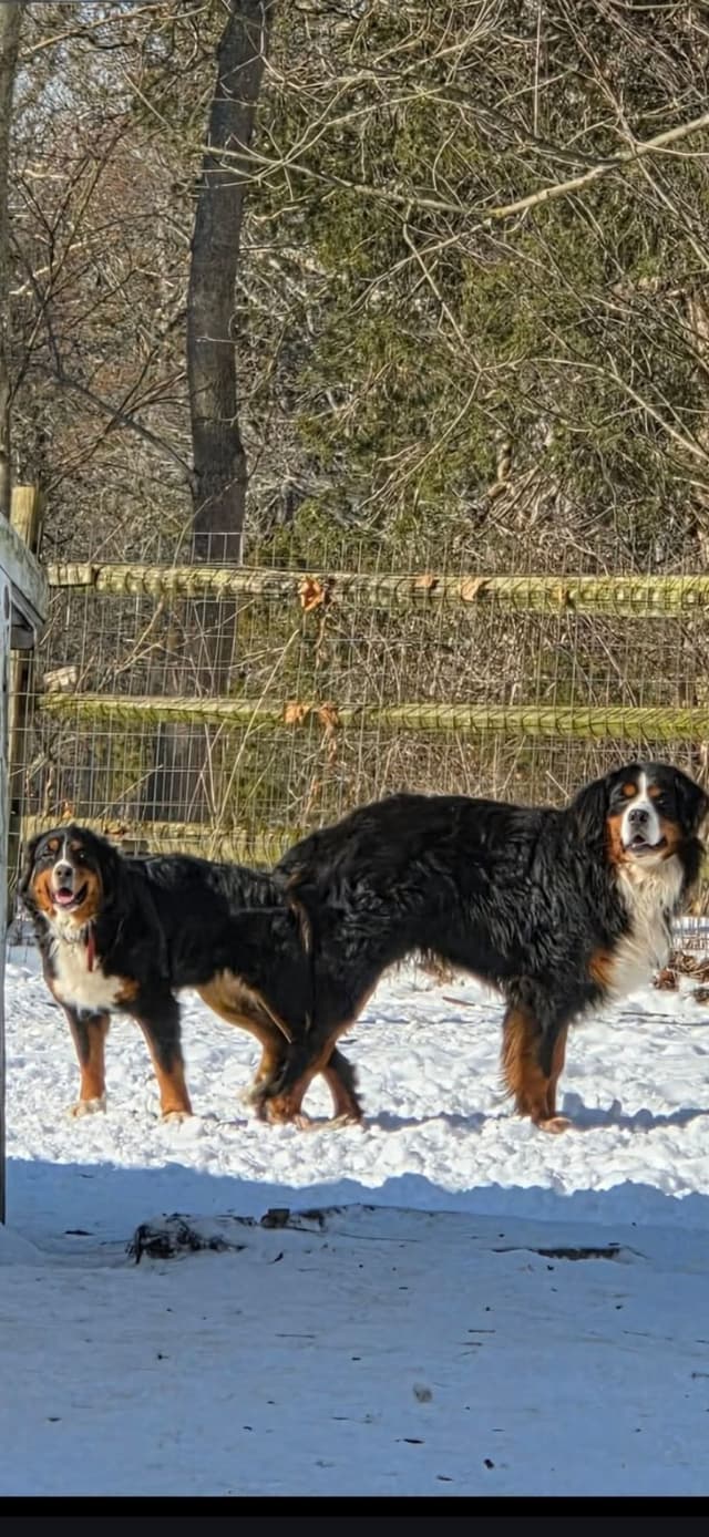 XL Bernese Mountain Dog Puppies media 5
