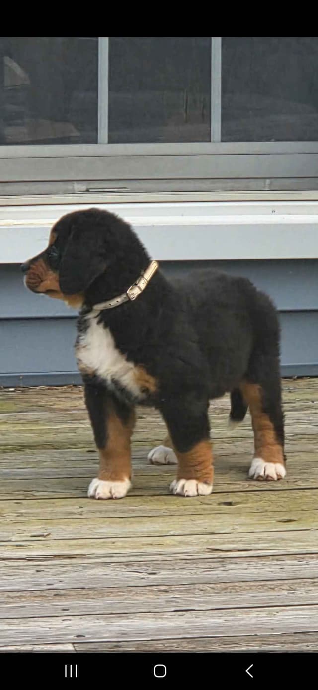 XL Bernese Mountain Dog Puppies media 6