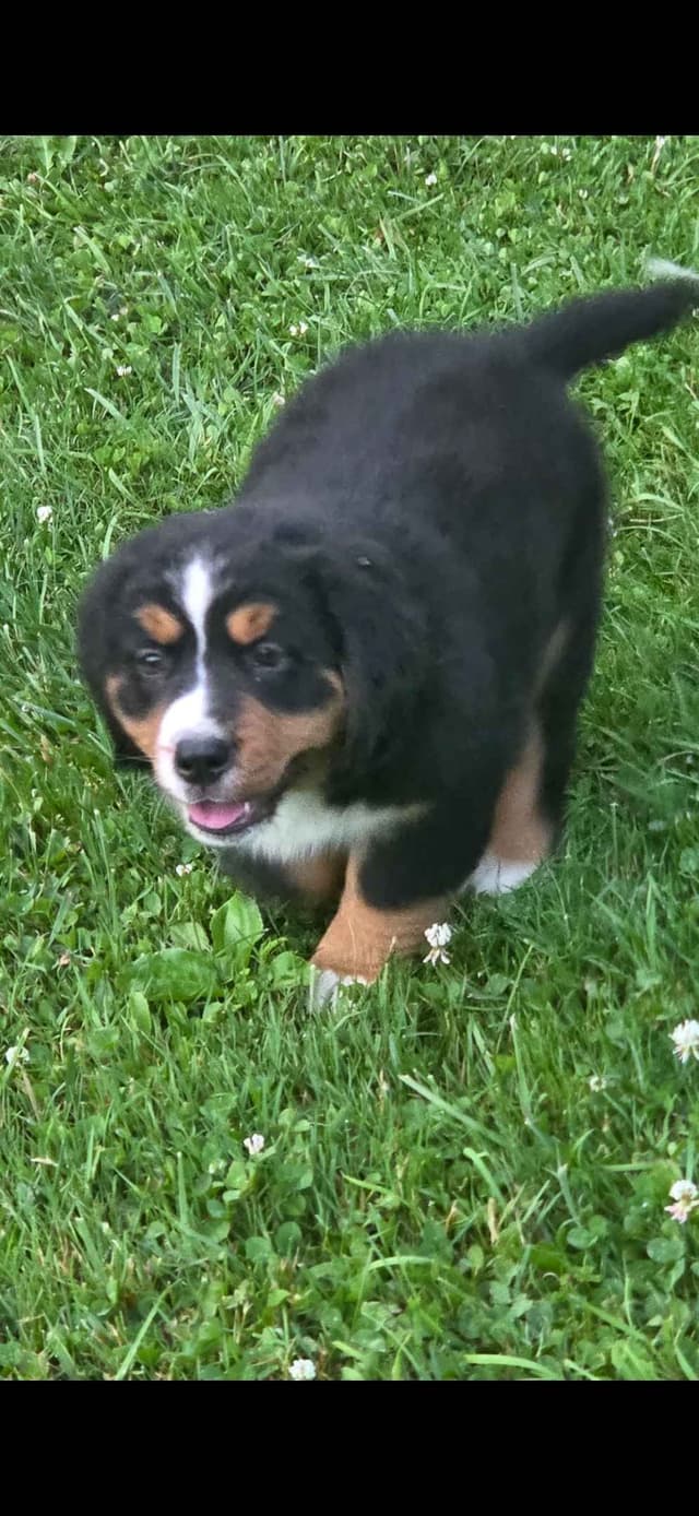 XL Bernese Mountain Dog Puppies media 7