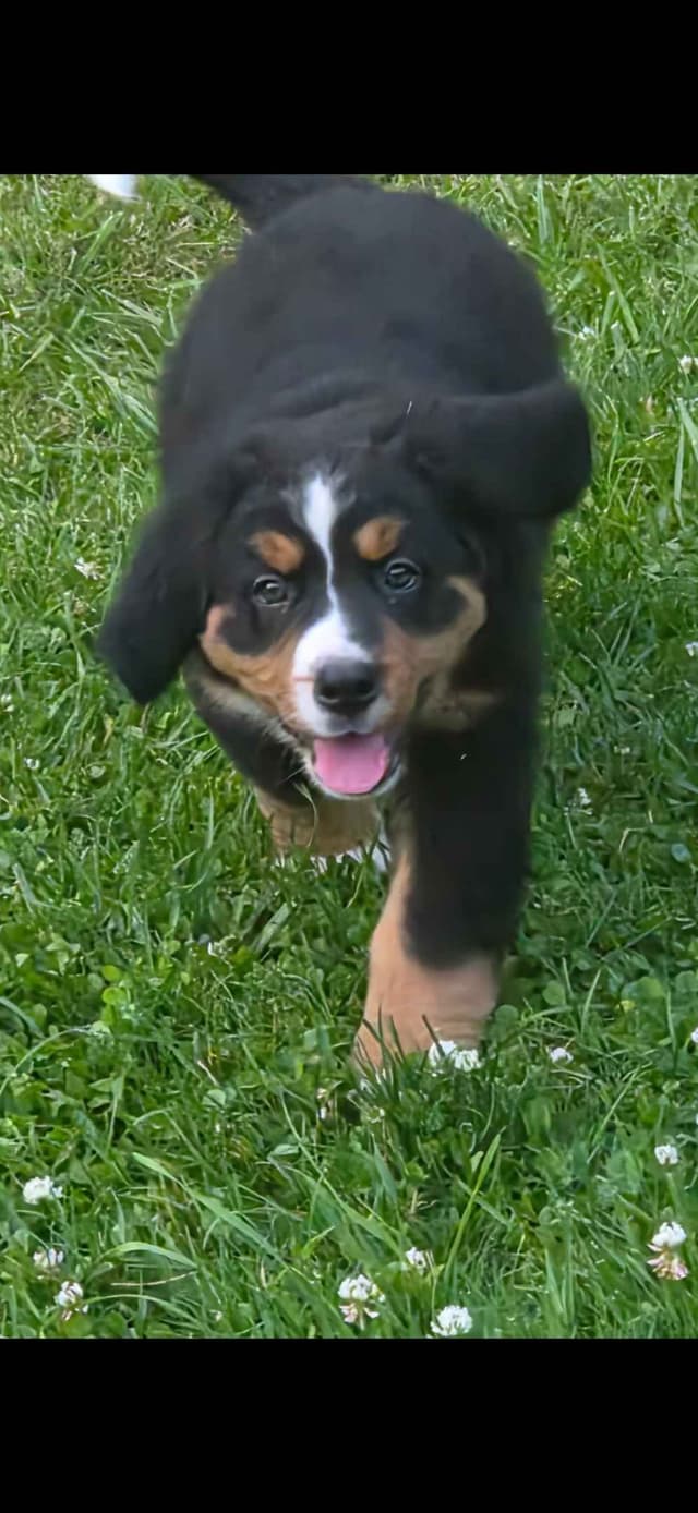 XL Bernese Mountain Dog Puppies media 9