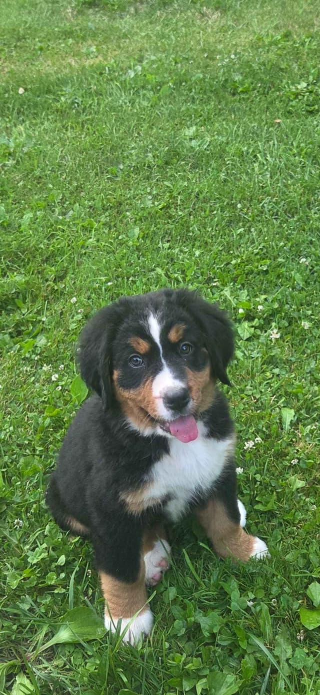 XL Bernese Mountain Dog Puppies media 10