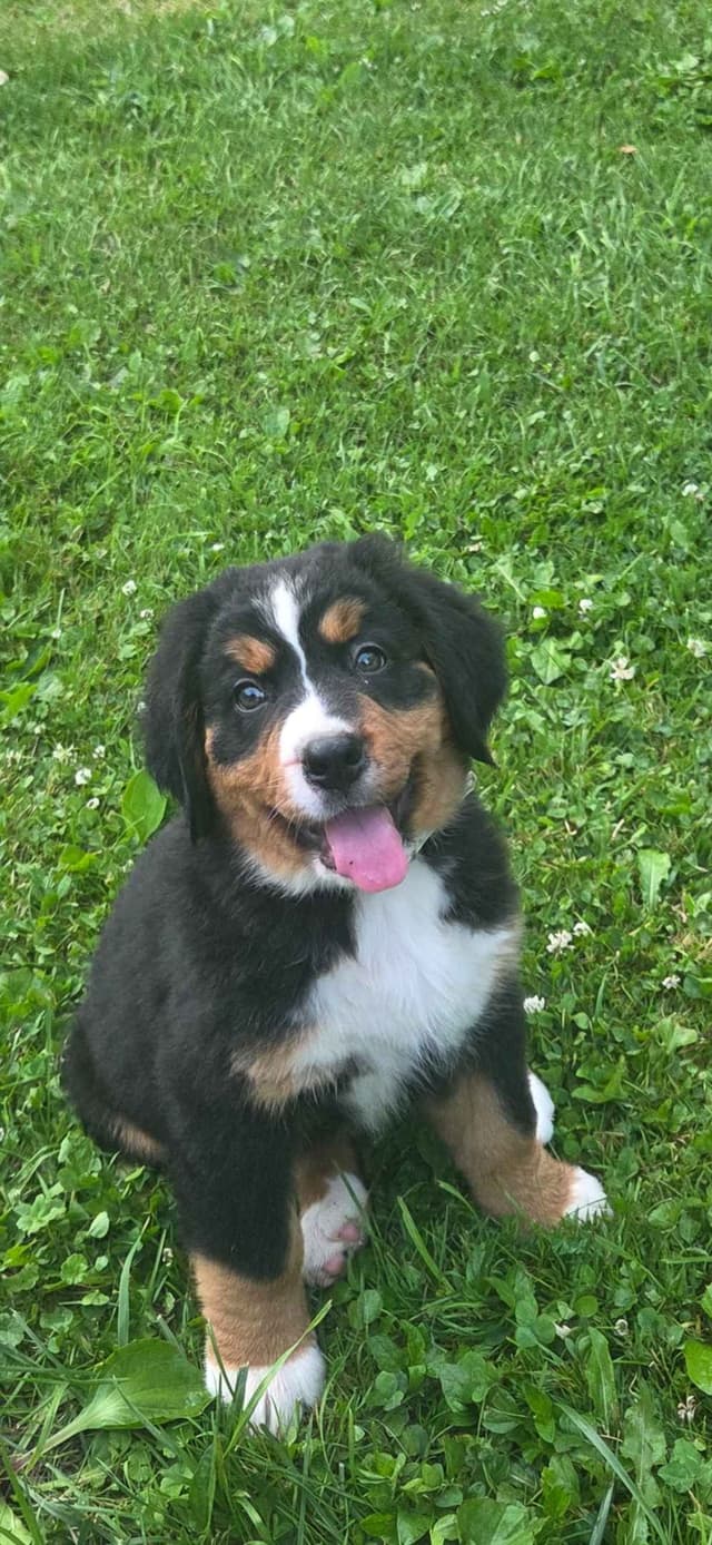 XL Bernese Mountain Dog Puppies media 11