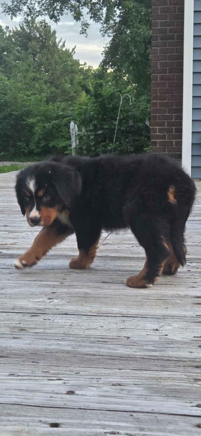 XL Bernese Mountain Dog Puppies media 12