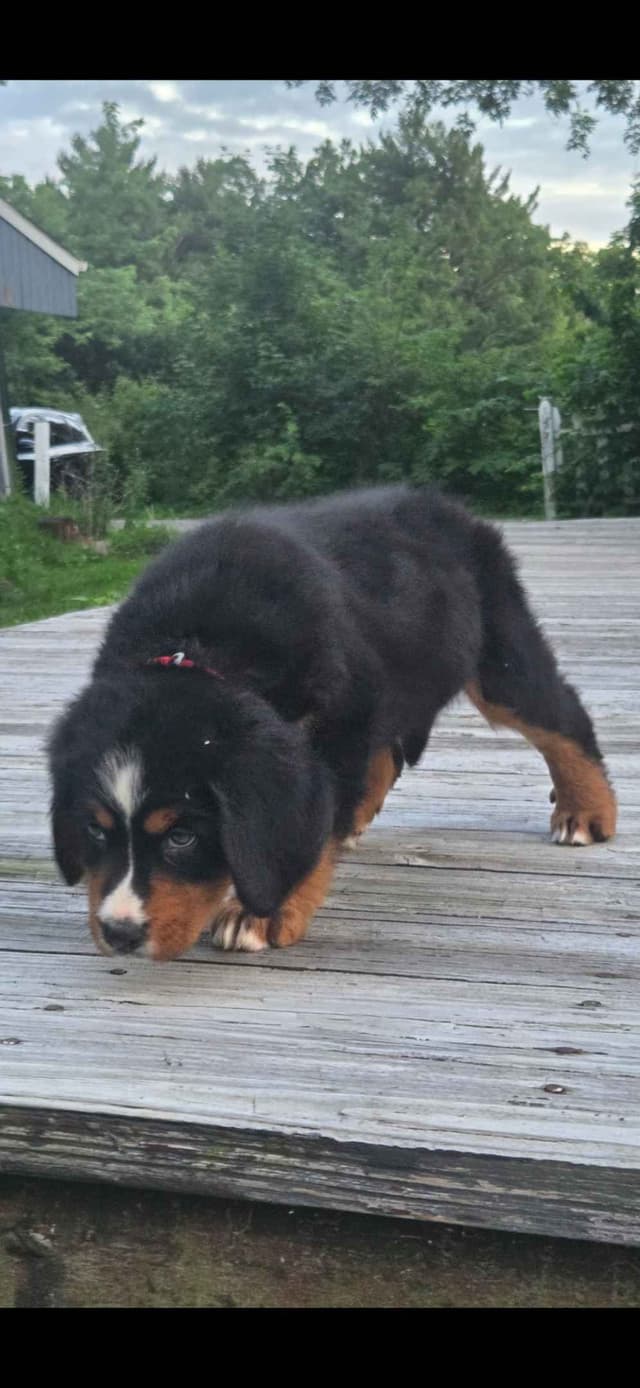 XL Bernese Mountain Dog Puppies media 13