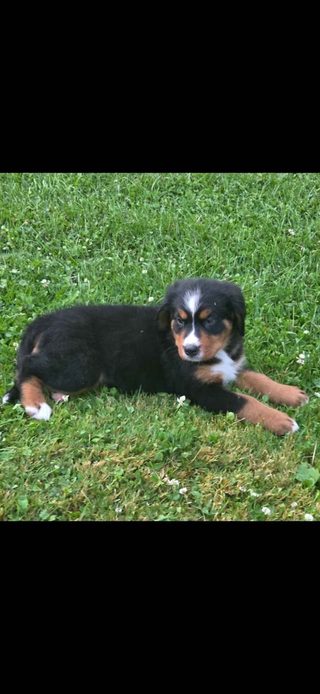 XL Bernese Mountain Dog Puppies media 15