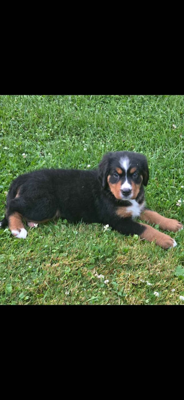XL Bernese Mountain Dog Puppies media 14