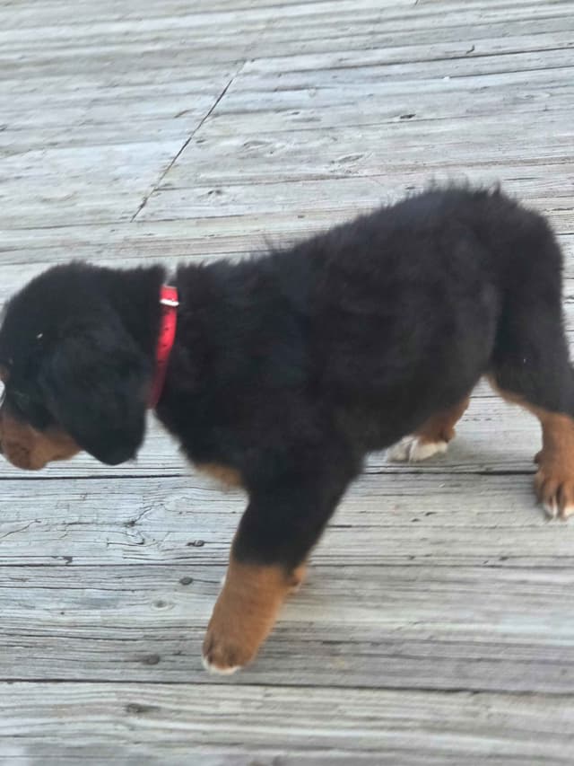XL Bernese Mountain Dog Puppies media 16