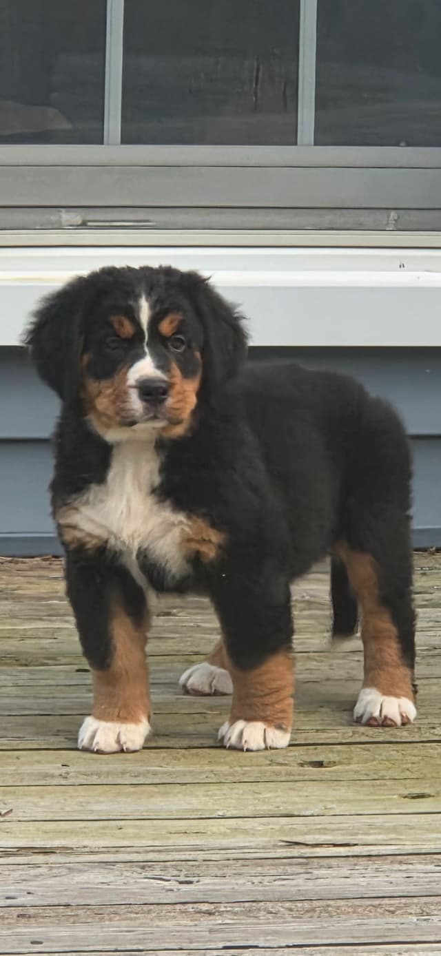 XL Bernese Mountain Dog Puppies media 18