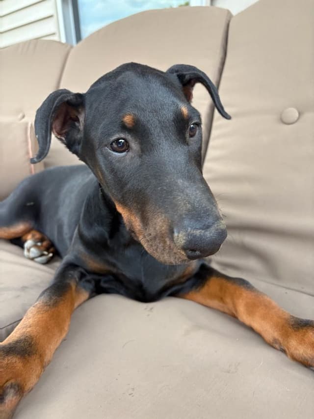 Doberman Pinscher Puppies media 2
