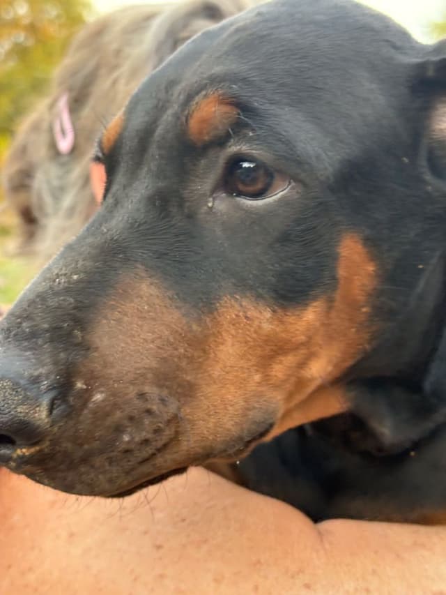 Doberman Pinscher Puppies media 4