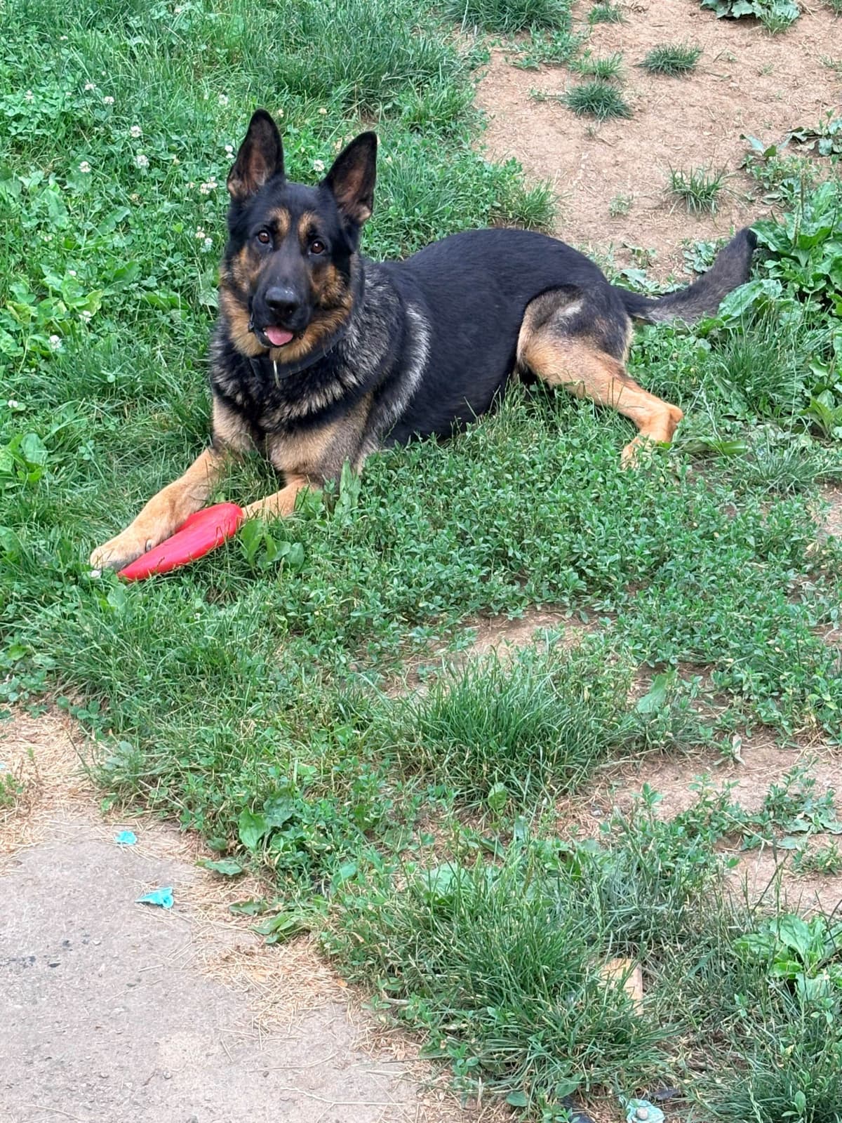 German Shepherd Dog Puppies breeder image 2