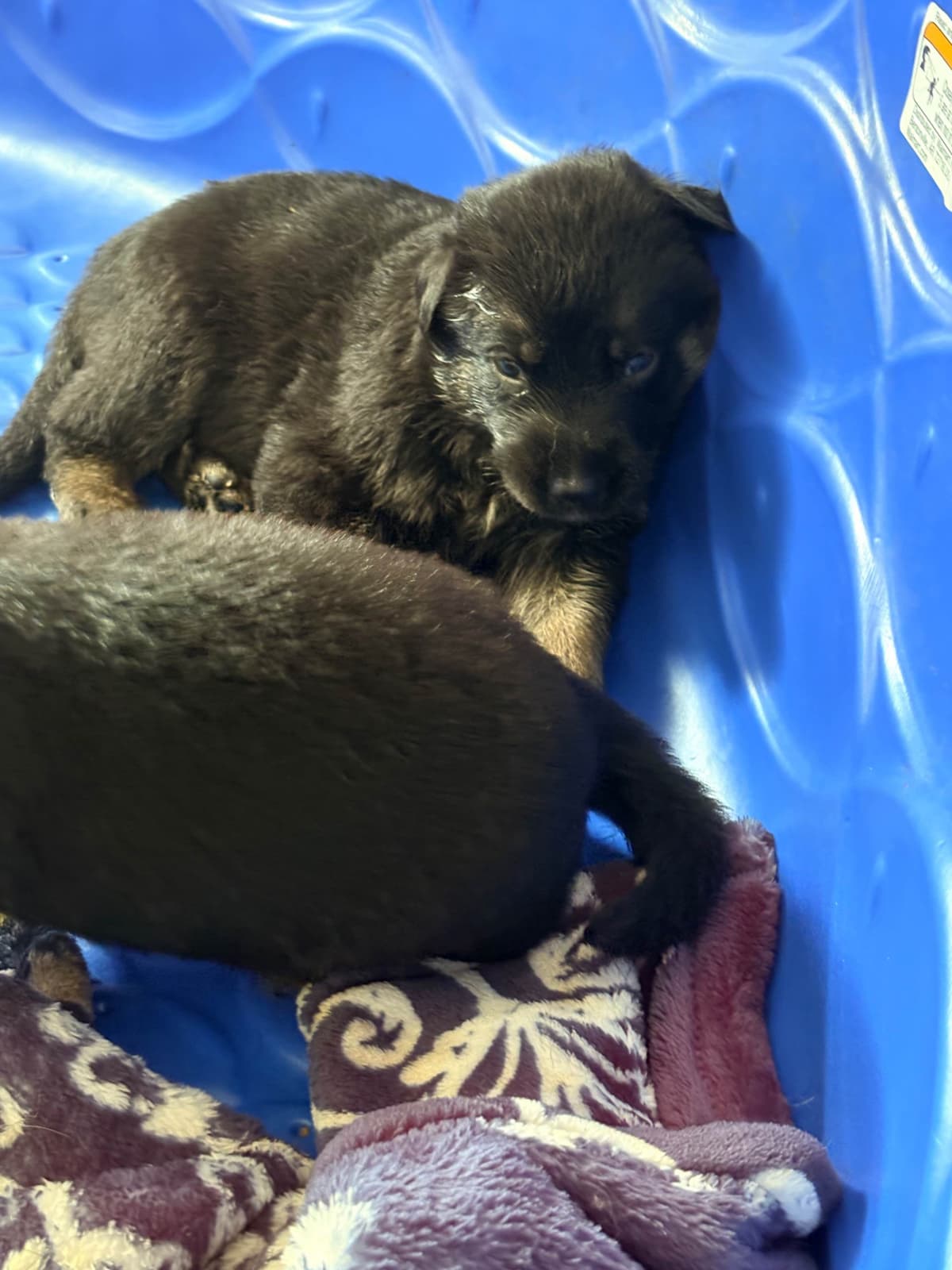 German Shepherd Dog Puppies breeder image 4