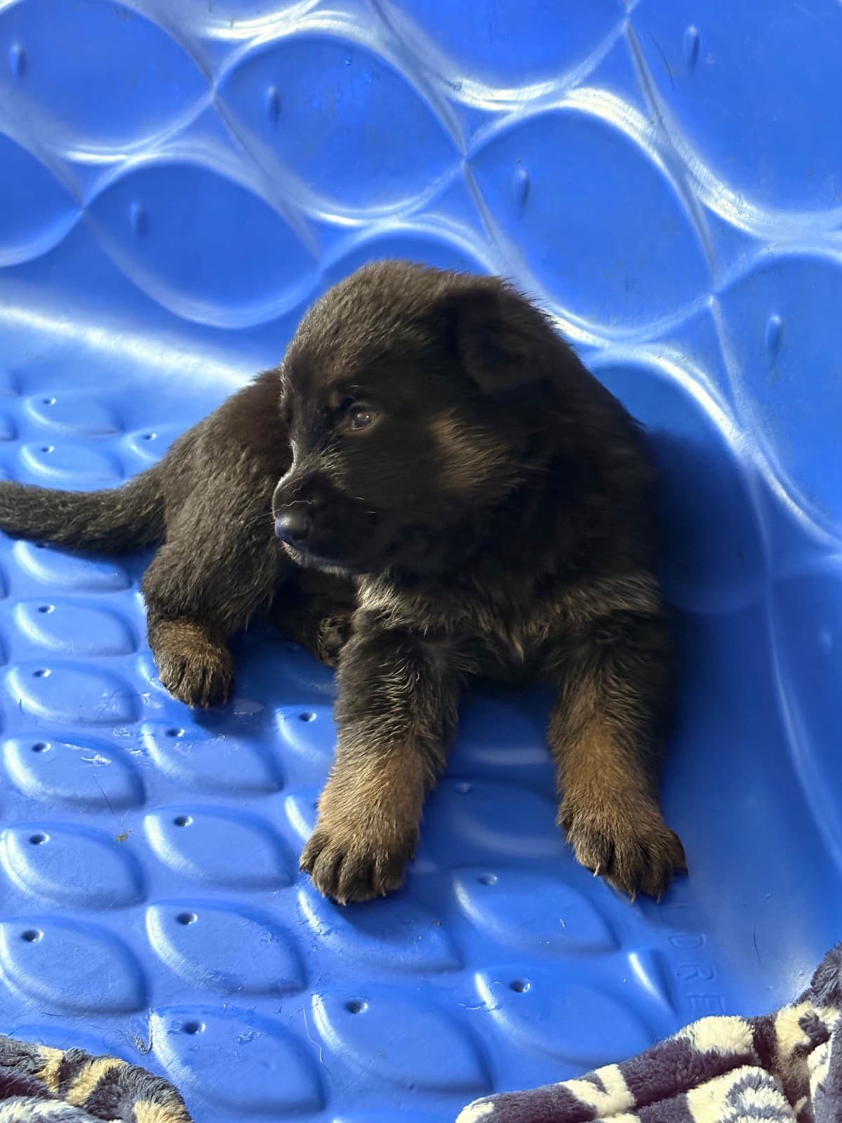 German Shepherd Dog Puppies breeder image 5