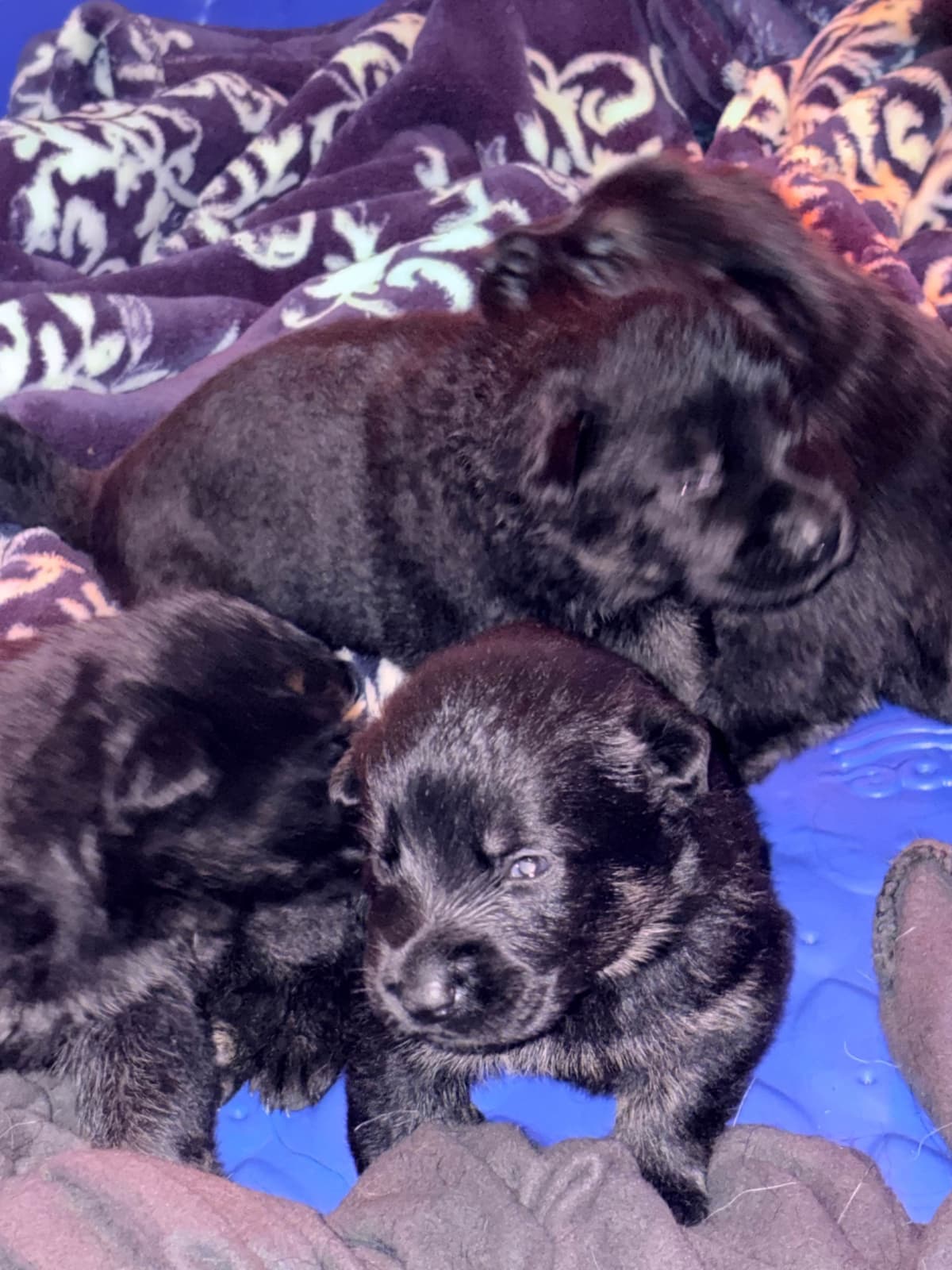 German Shepherd Dog Puppies breeder image 9