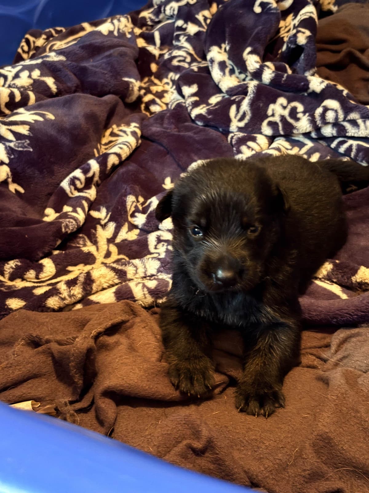 German Shepherd Dog Puppies breeder image 11