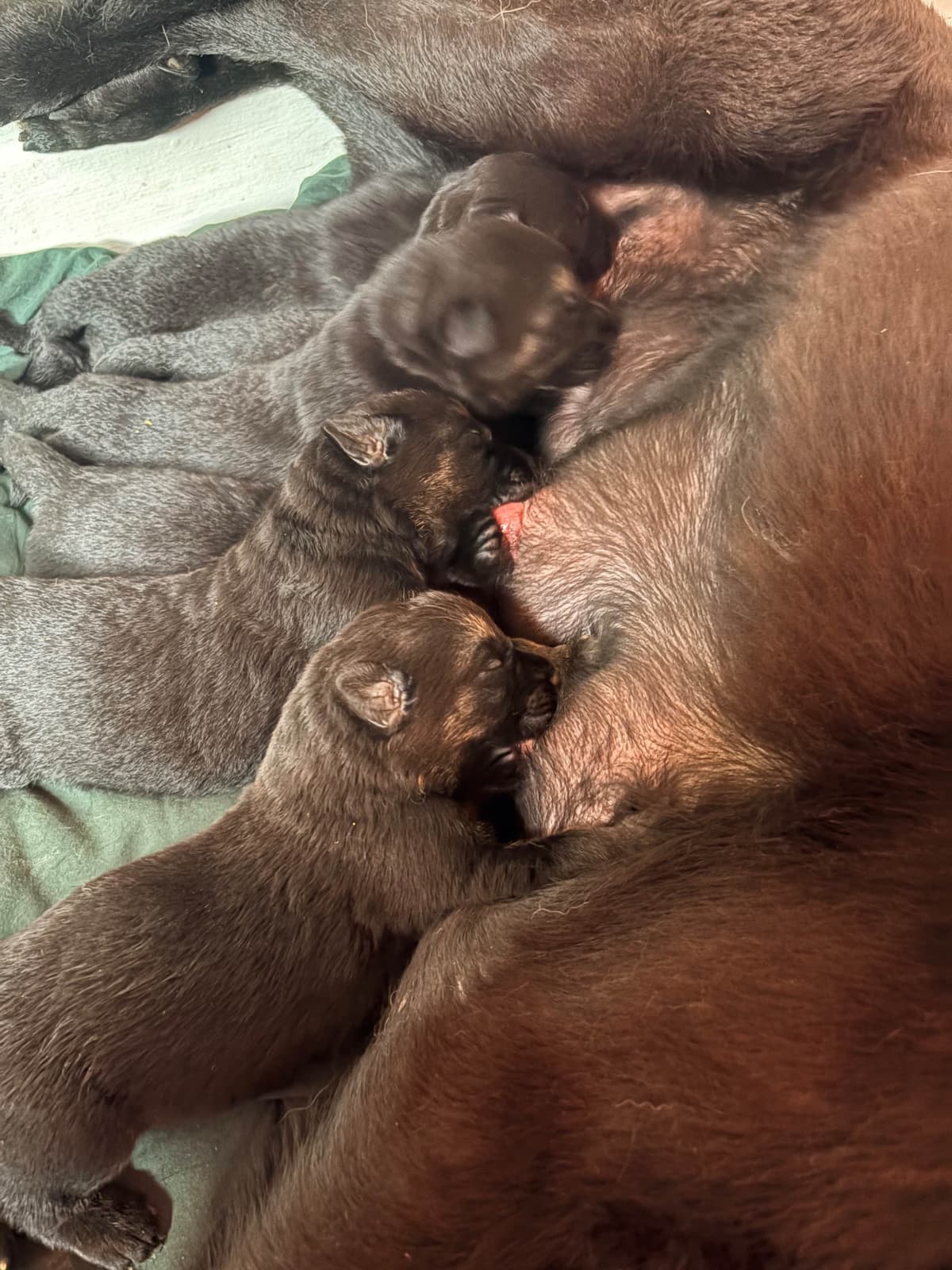 German Shepherd Dog Puppies breeder image 12