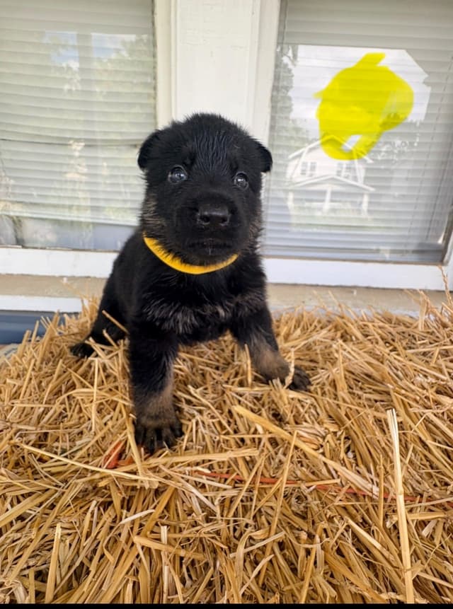 German Shepherd Dog Puppies media 2