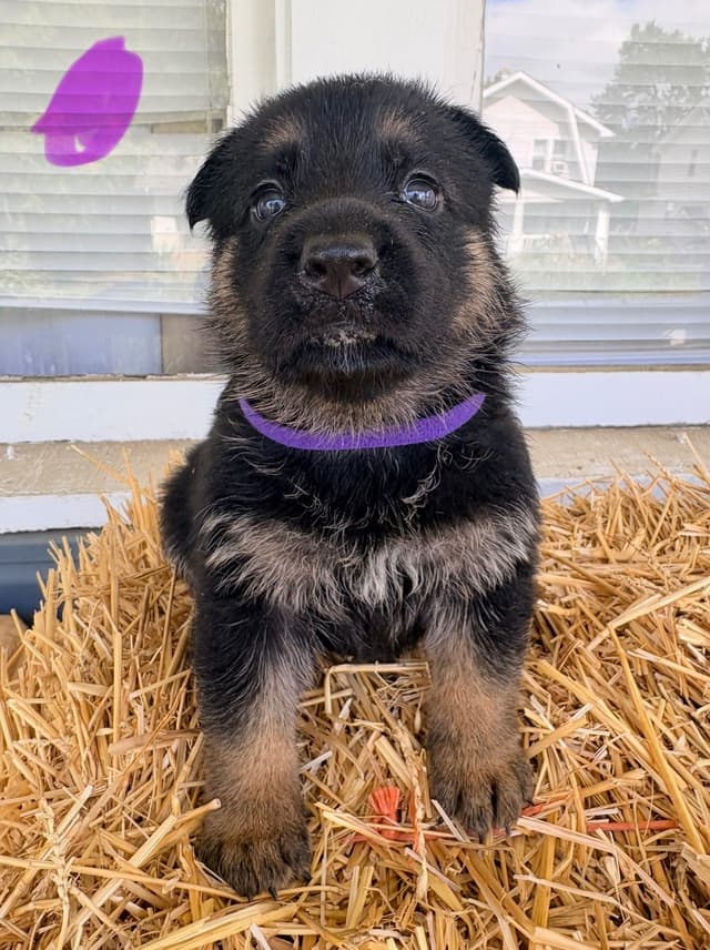 German Shepherd Dog Puppies media 3