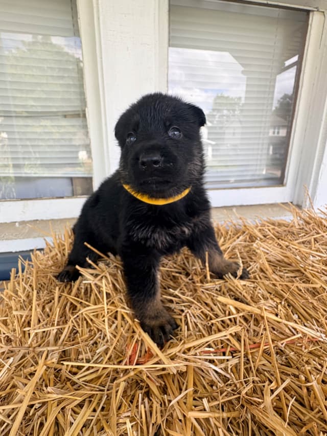 German Shepherd Dog Puppies media 4