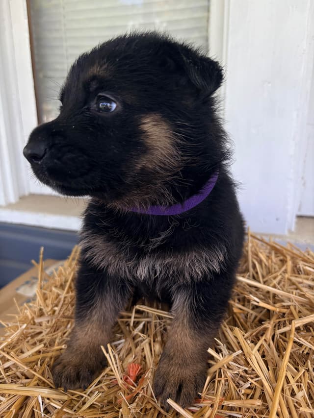 German Shepherd Dog Puppies media 5