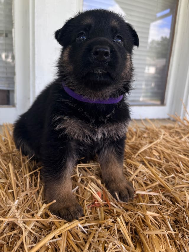German Shepherd Dog Puppies media 6