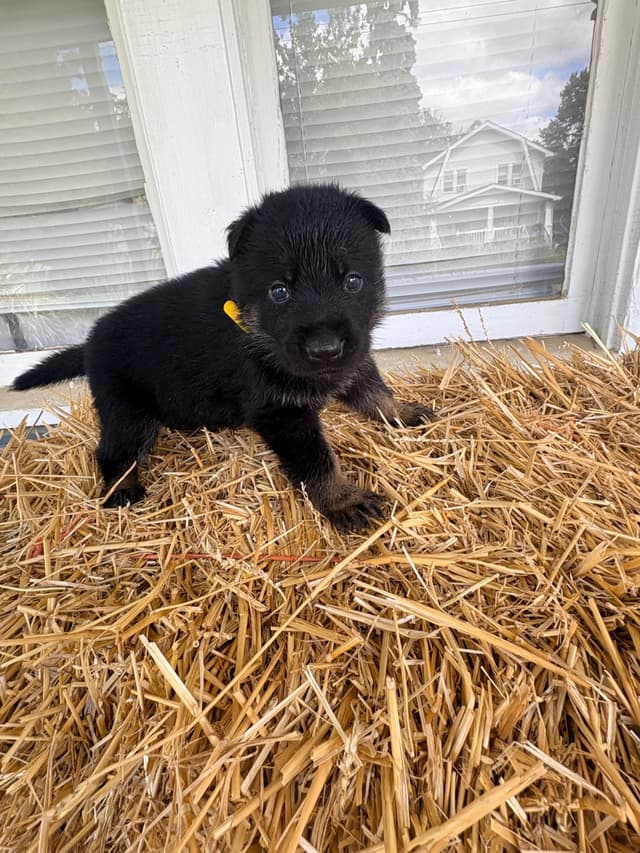 German Shepherd Dog Puppies media 7