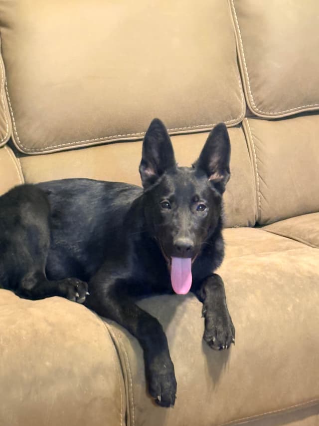 German Shepherd Dog Puppies media 8