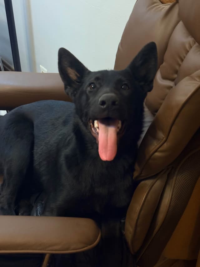 German Shepherd Dog Puppies media 9