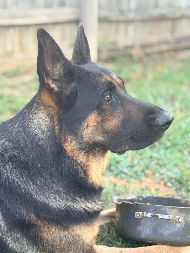 German Shepherd Dog Puppies media 10