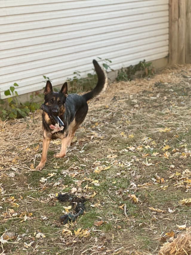 German Shepherd Dog Puppies media 12