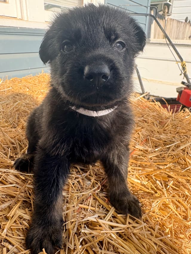German Shepherd Dog Puppies media 13