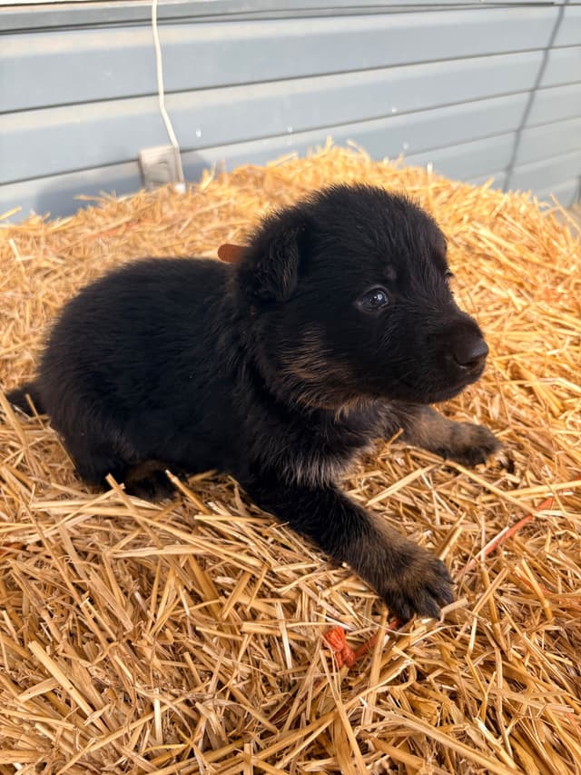 German Shepherd Dog Puppies media 14