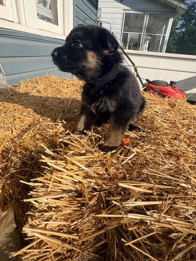 German Shepherd Dog Puppies media 15