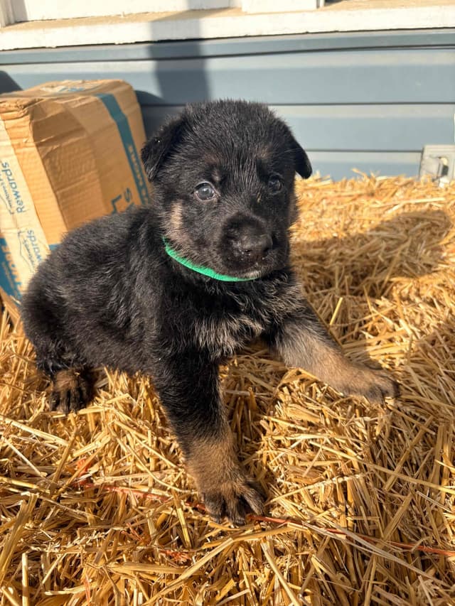 German Shepherd Dog Puppies media 16