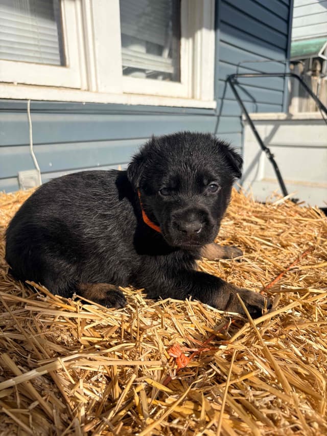 German Shepherd Dog Puppies media 17